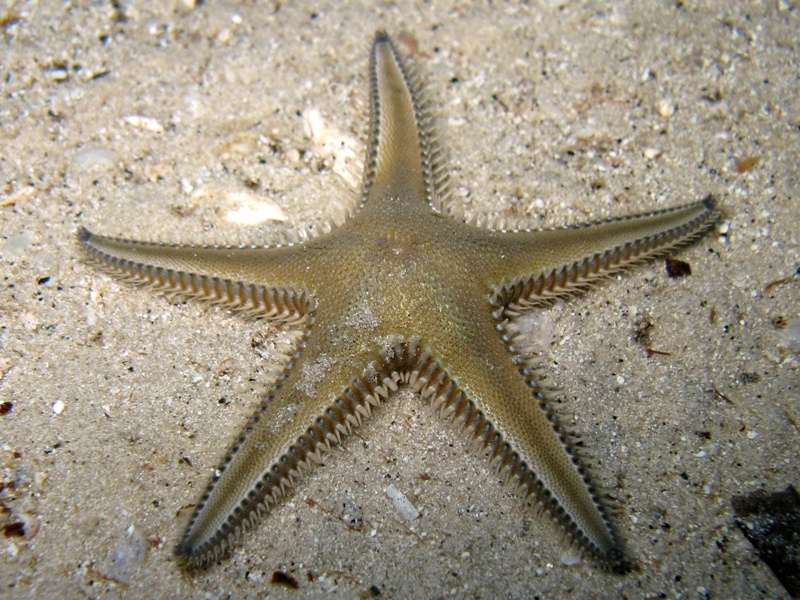 Astropecten platyacanthus (Philippi, 1837)